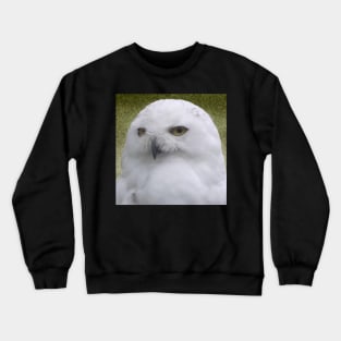 Snowy Owl sq Crewneck Sweatshirt